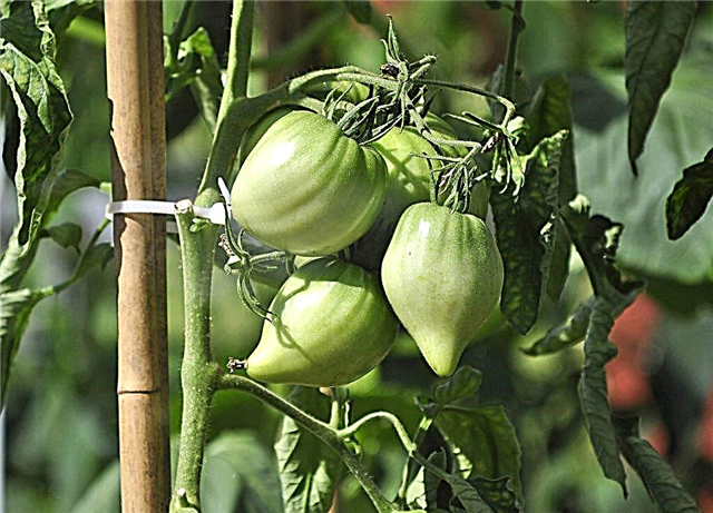 Description et caractéristiques des tomates de la variété Volovye Heart