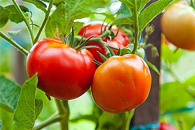Características y descripción de los tomates de la variedad White Naliv.