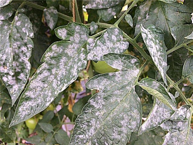 ¿Por qué aparecen manchas blancas en las hojas de las plántulas de tomate?