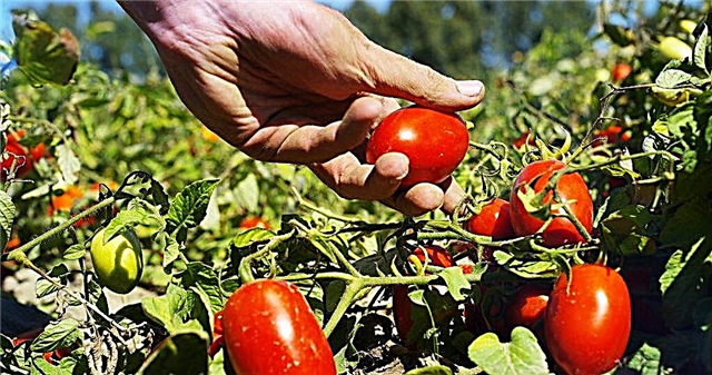 Beschrijving van tomatenroom
