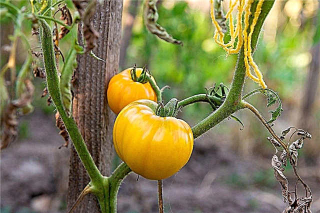 Egenskaper av sorter av tomater Golden King och Golden Queen