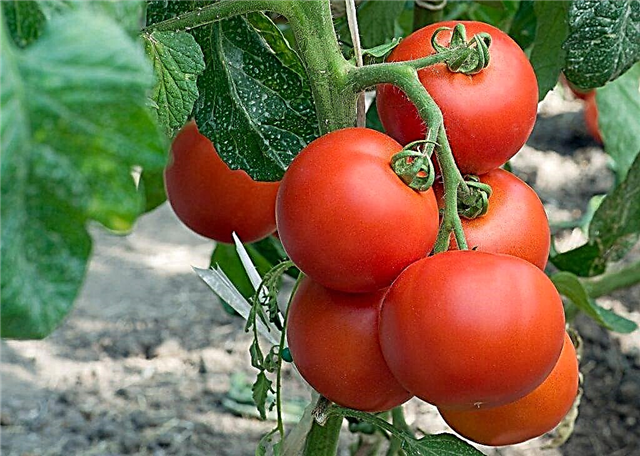 Characteristics of the tomato variety Eupator