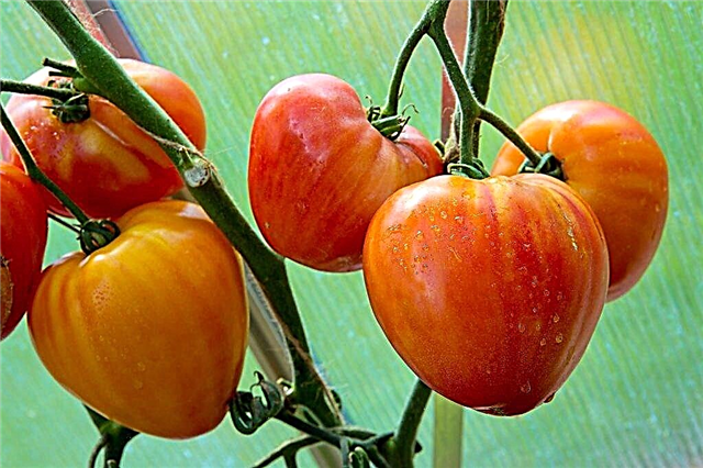 Characteristics and description of tomato Favorite Holiday