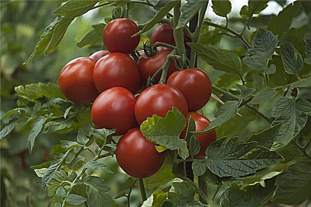 Las mejores semillas de tomate Sedek