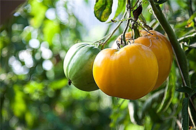Deskripsi dan karakteristik tomat Raja Siberia
