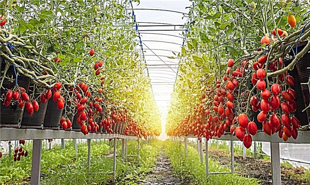 خصائص مجموعة متنوعة من الطماطم كريم Sprut