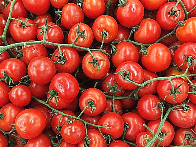 Caractéristiques de la variété de tomate rouge cerise
