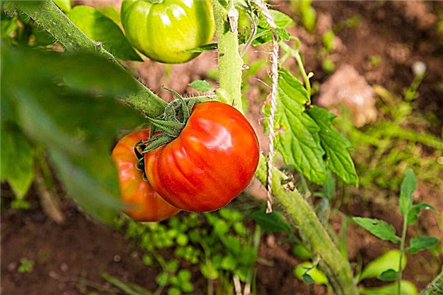 Χαρακτηριστικά της ποικιλίας ντομάτας Αγαπημένη χώρα