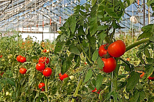 Lyubasha veislės pomidorų charakteristikos