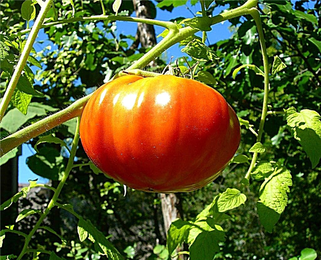 Karakteristika for kongen af ​​gigantens tomatsort