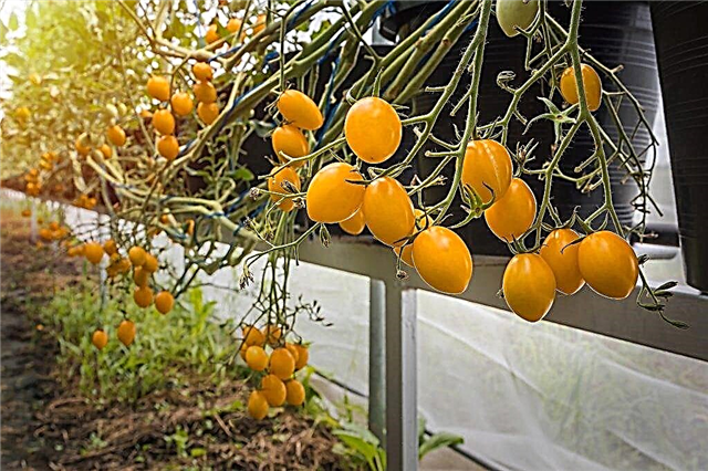 Descrição da variedade de tomate Amarelo Cereja