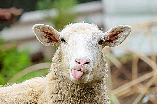 Las razas de ovejas más comunes