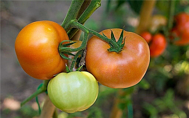 Características da variedade de tomates Presente para mulher