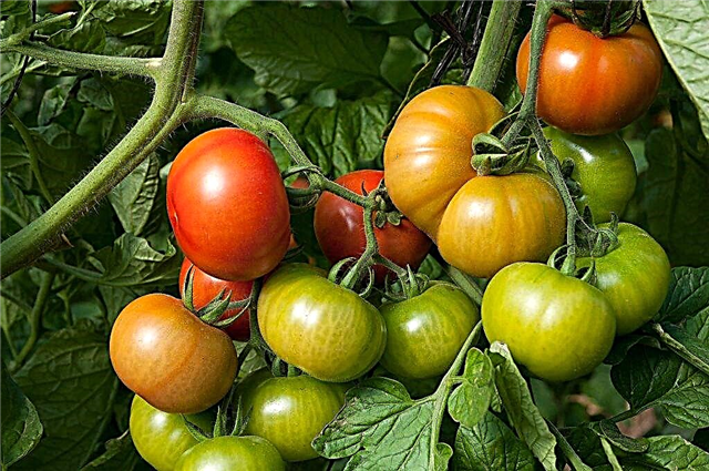 Characteristics of the tomato variety Riddle of Nature