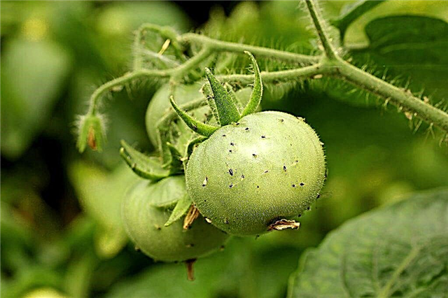Orsaker till utseendet på mugg på tomater