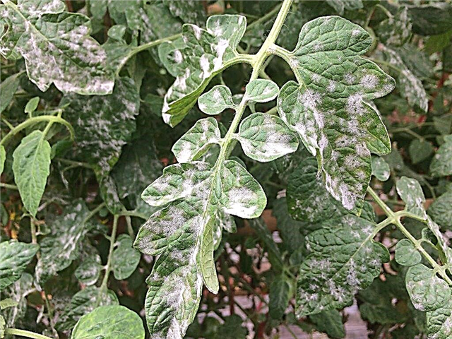 ¿Por qué las hojas de tomate pueden volverse blancas?