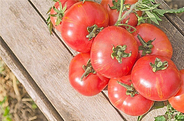 Ciri-ciri pelbagai tomato Mikado Pink