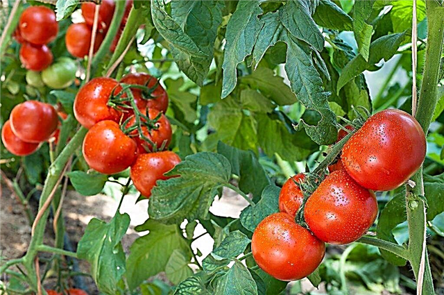 وصف من أنواع الطماطم القزم المنغولي
