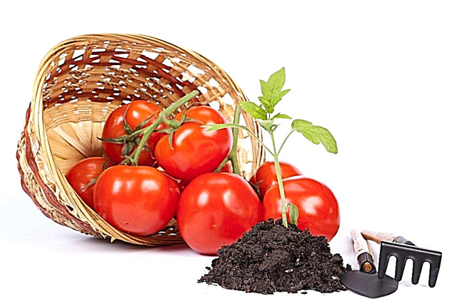 Hvordan kan du fodre tomater efter plukning