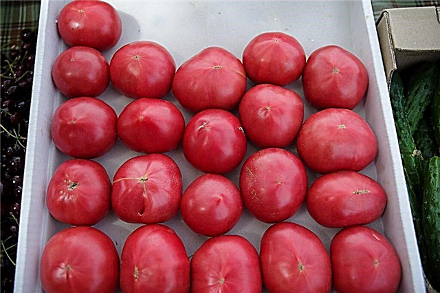 Descripción y características de las variedades de tomate Pink Souvenir