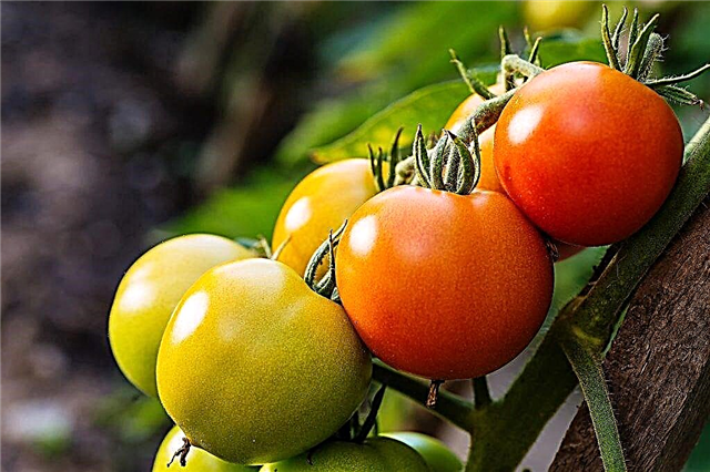 Características da variedade de tomate Yamal