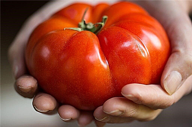 シベリアのヘビー級のトマトの説明と特徴