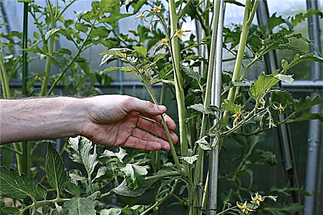 Das Prinzip des Kneifens determinierender Tomaten