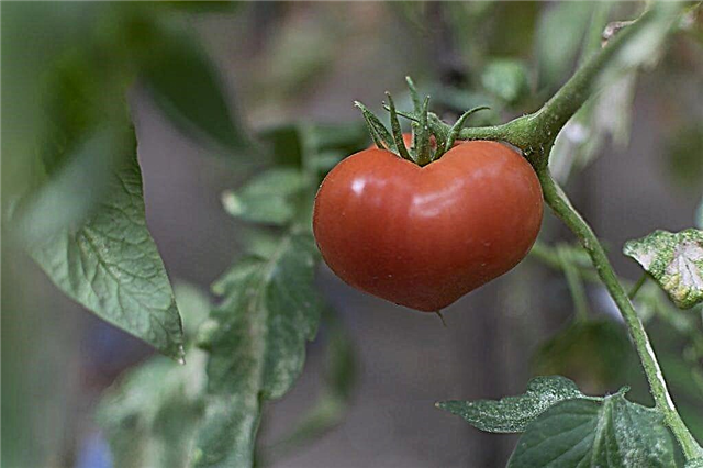 Descrição da variedade de tomates Yubileiny Tarasenko