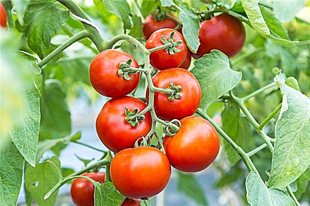 Kenmerken van Tolstoj-tomaat