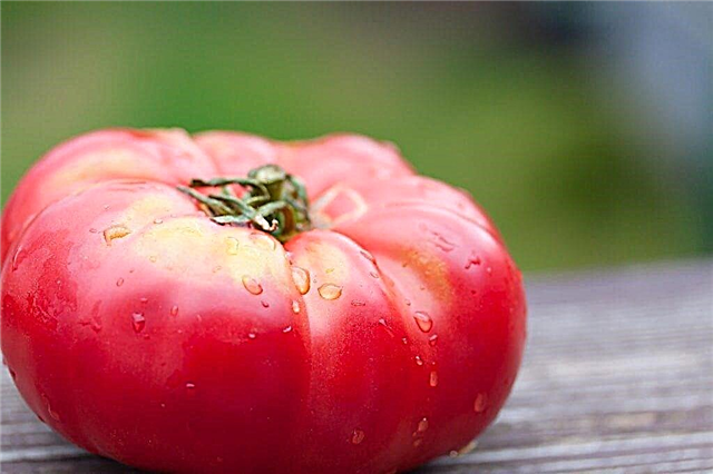 Kenmerken van de Siberische Trump-tomatenvariëteit