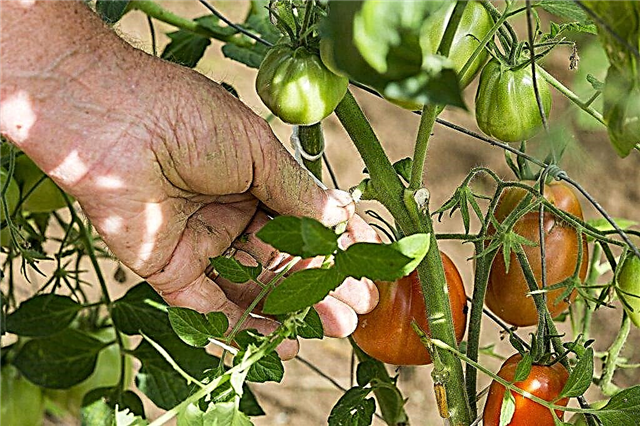 How to pinch tomatoes in the open field