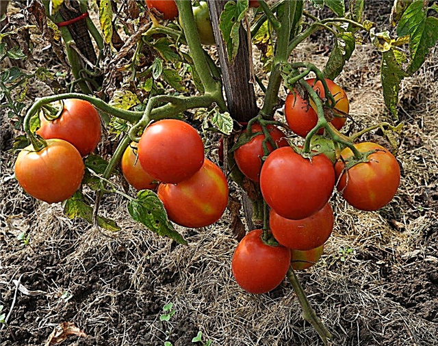 Descripción de tomate Irina