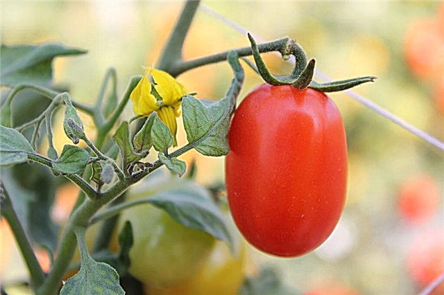 Caractéristiques de la variété de tomate Katyusha