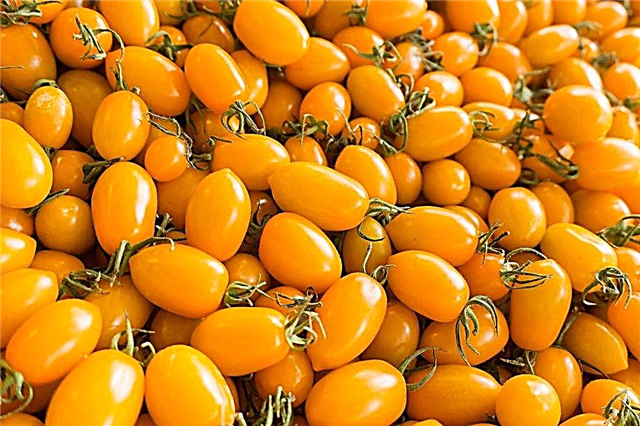 Beschreibung der Tomatenhonigbonbons