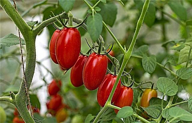 Características de los tomates dulces de Nastena