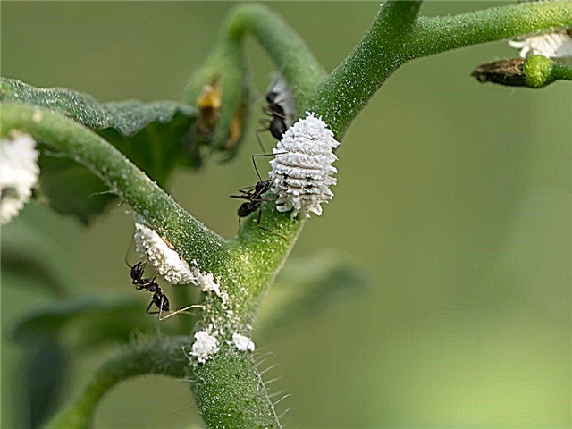 How to deal with aphids on tomatoes