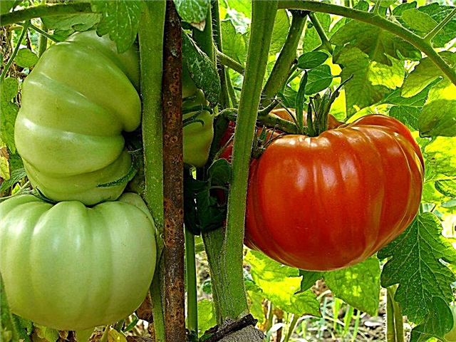 Caractéristiques des tomates Babushkin Secret