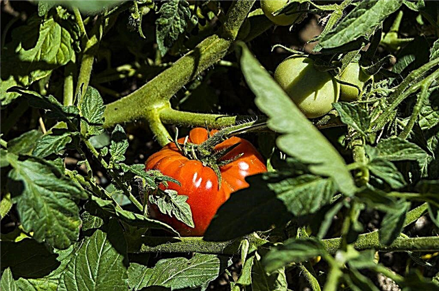 Vlastnosti japonských paradajok