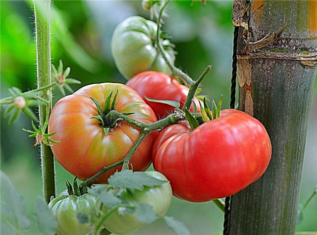 Características da variedade de tomate Mikado