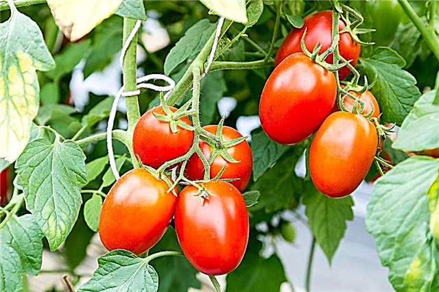 Characteristics of Chio Chio San tomatoes