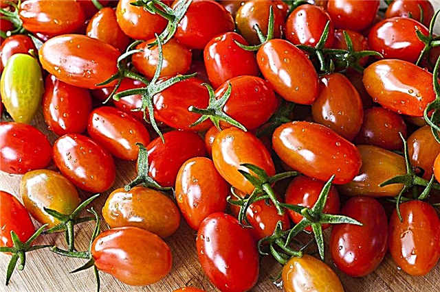 Características dos tomates Khokhloma