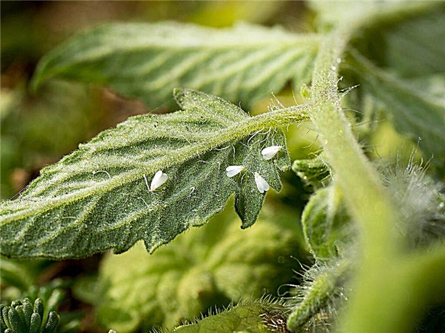 Fighting whitefly on tomatoes