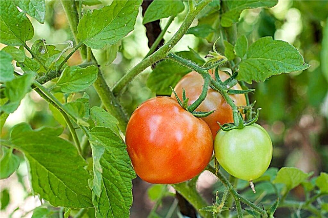 Danko tomatite omadused