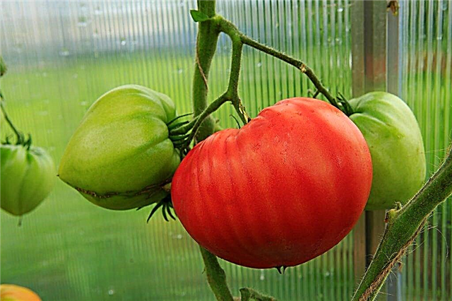 Kenmerken van tomaten van het ras Dikke wangen