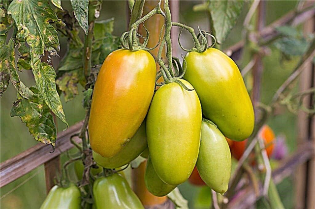 Charakteristika odrůdy rajčat Zolotaya Rybka