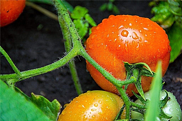 Caracteristicile unui soi de tomate Fat Jack