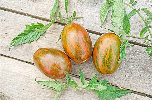 Características da variedade de tomates Ovo de Páscoa