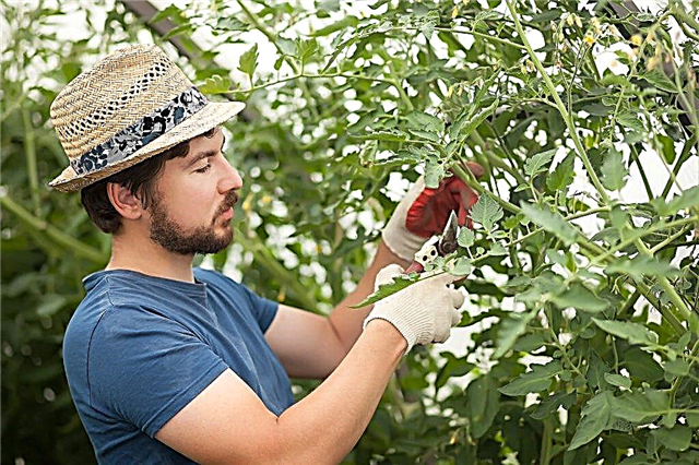 Ako správne pritlačiť paradajky do skleníka