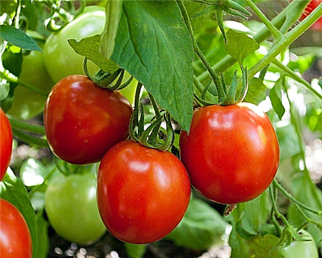 Deskripsi tomat Torbay