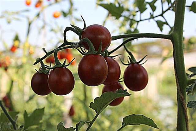 Caratteristiche della varietà di pomodori Black Pear